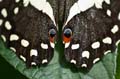 084 Afrikanischer Schwalbenschwanz - Papilio demedocus